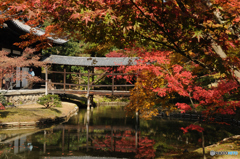 紅葉(高台寺)