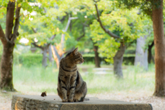 横顔美人な猫