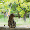 横顔美人な猫