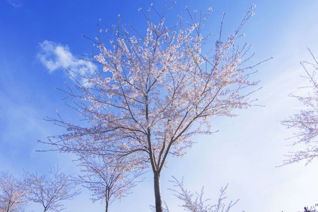 吉野山 桜と青空