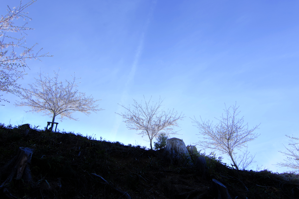 吉野山の桜と青空