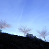 吉野山の桜と青空