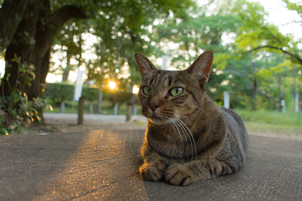 猫「なんや？」
