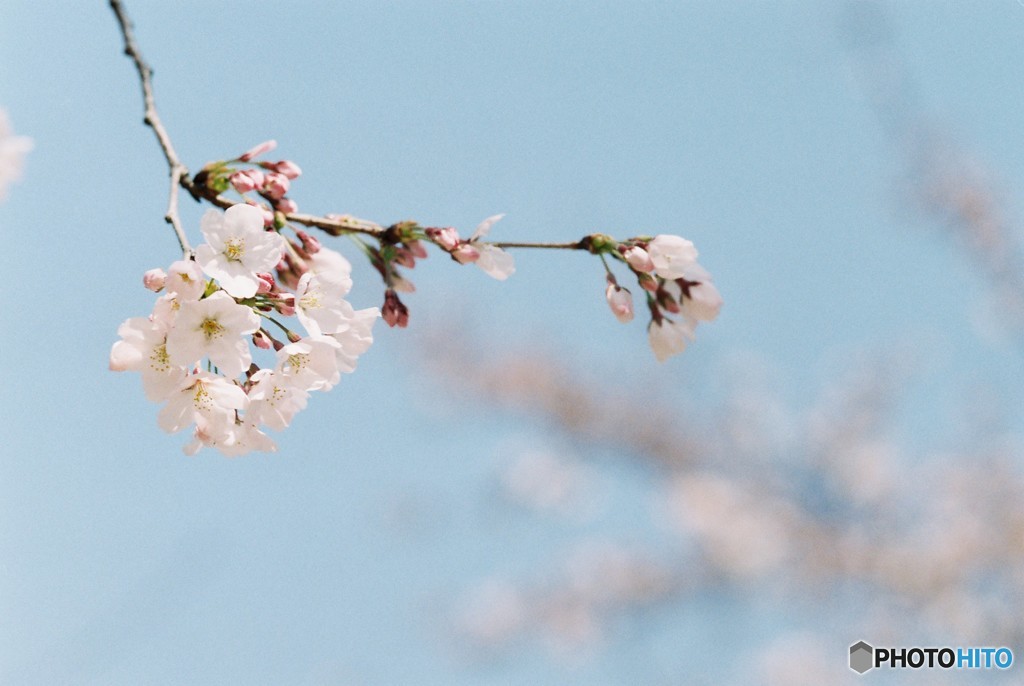 桜