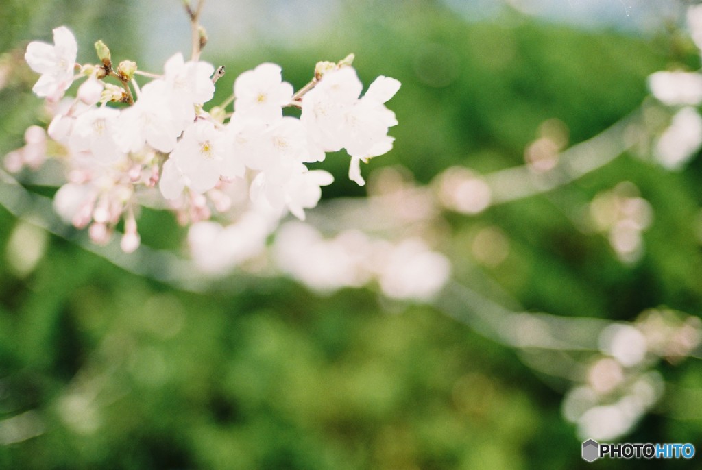 桜