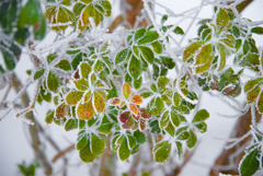 雪中の彩