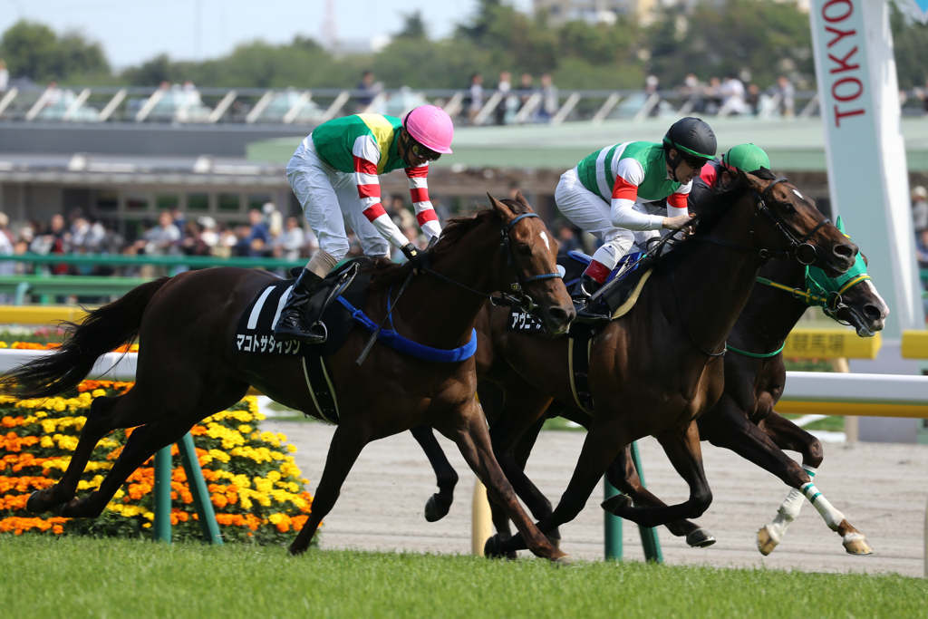 Racing Horses #6