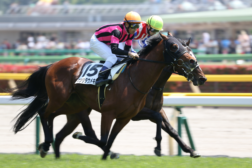 Racing Horses #1
