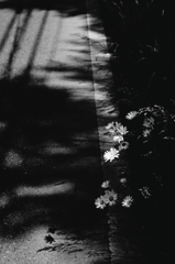 路傍の花