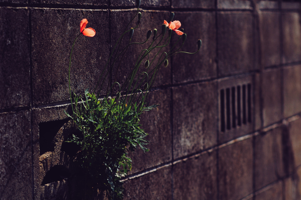 花
