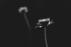 花になる前