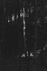 竹