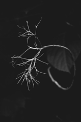紫陽花