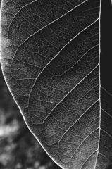 leaf
