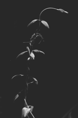 植物