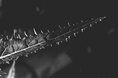 leaf