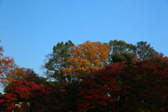 紅葉