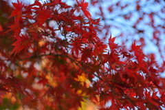 紅葉