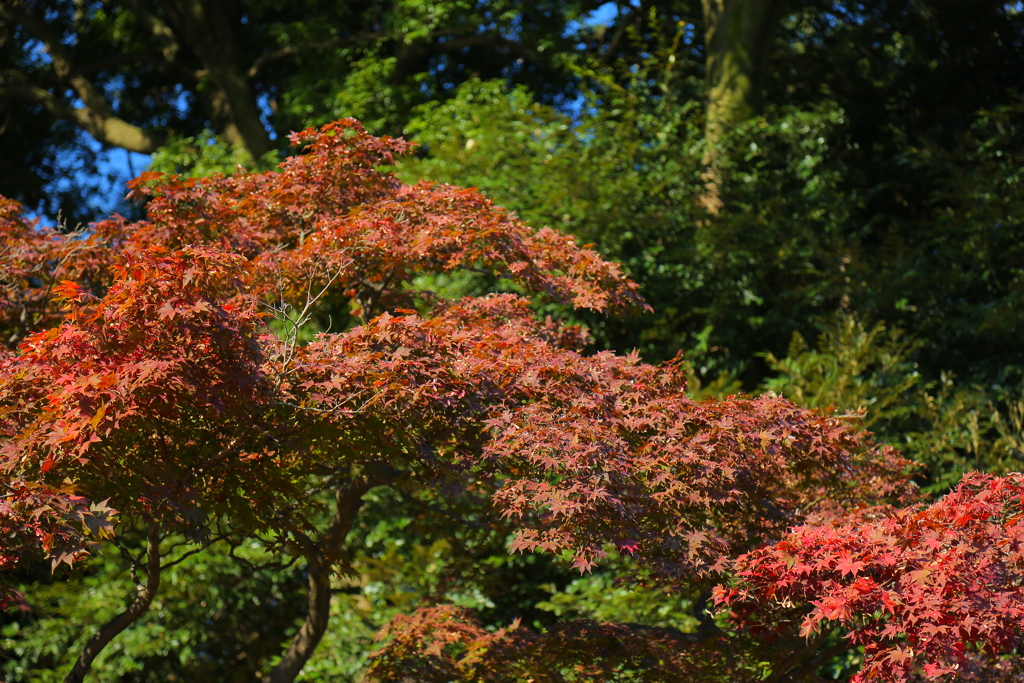 紅葉