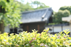 浅草