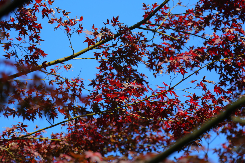 紅葉