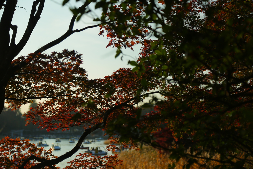 紅葉