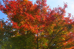 紅葉
