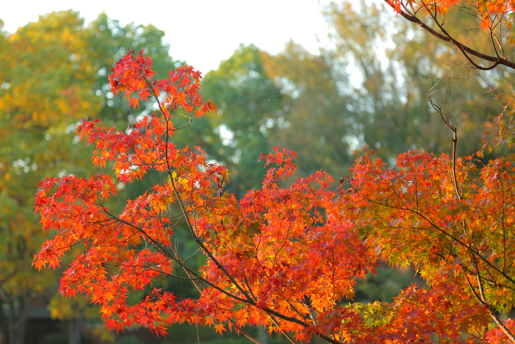 紅葉