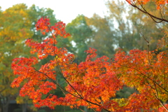紅葉