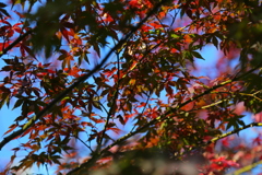 紅葉