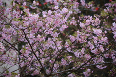 梅