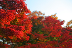 紅葉