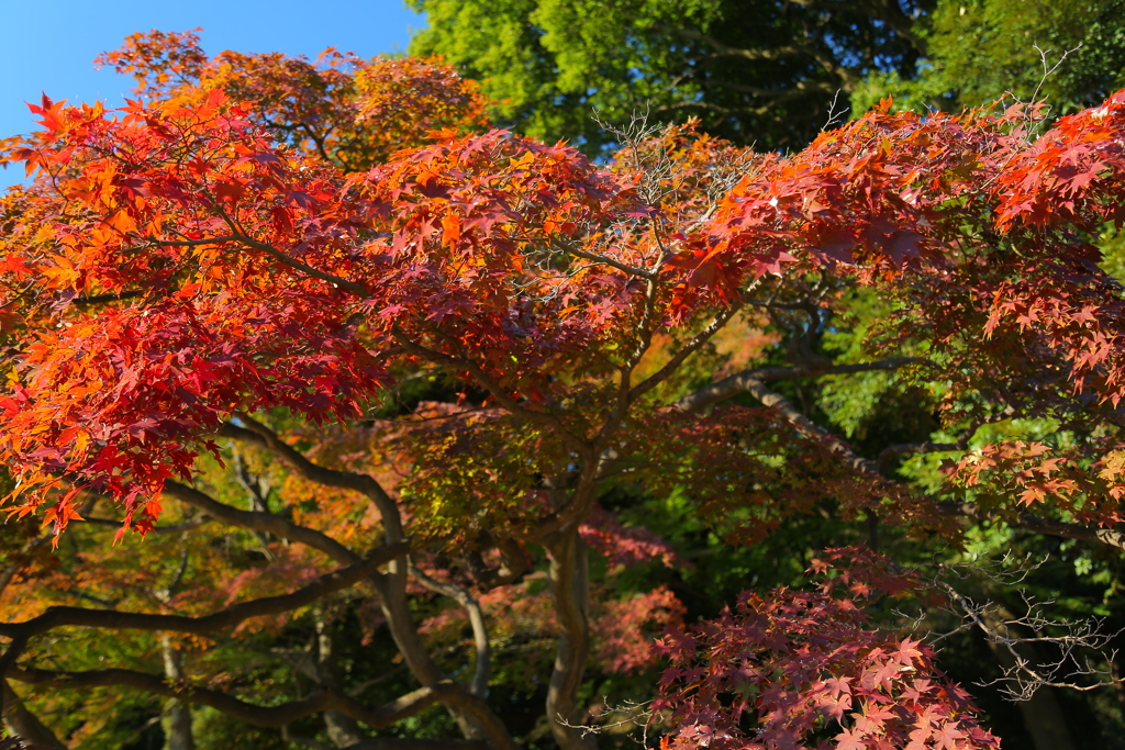 紅葉