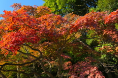 紅葉