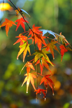 紅葉