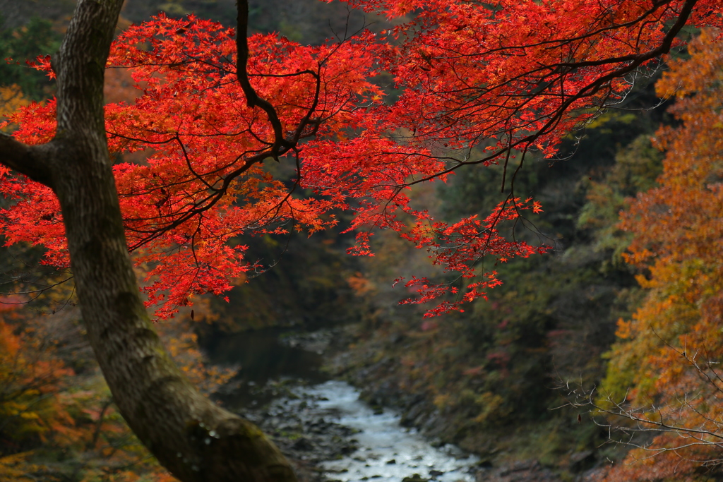 紅葉