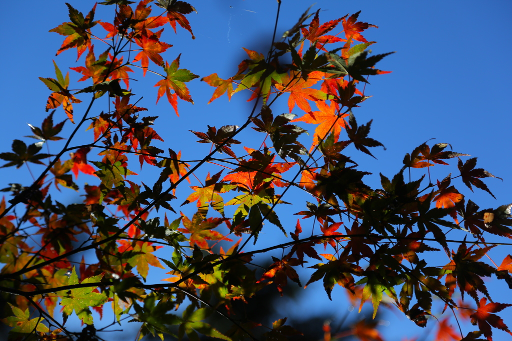 紅葉
