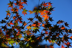 紅葉