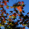 紅葉