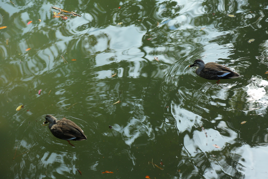 六義園