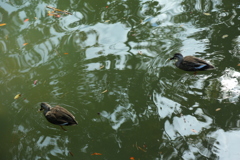 六義園