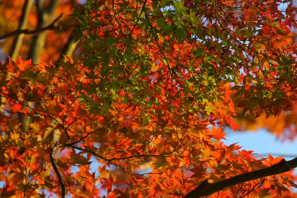 紅葉