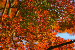 紅葉