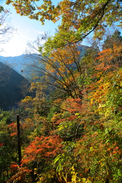 紅葉