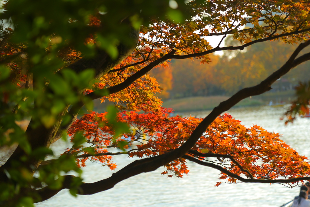 紅葉