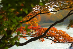 紅葉