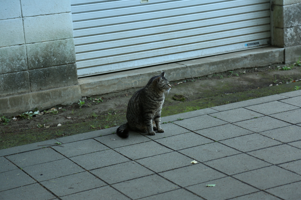 上野の猫