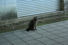 上野の猫