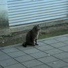 上野の猫