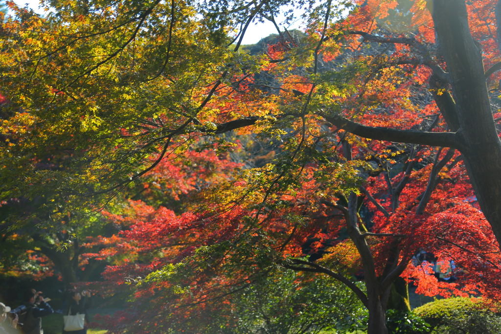 紅葉